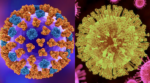 Illustration of Influenza A and Zika side-by-side.